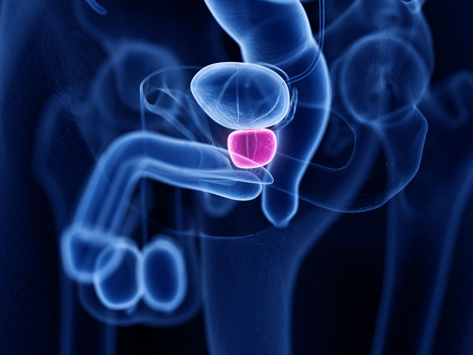 Imagerie représentant la prostate